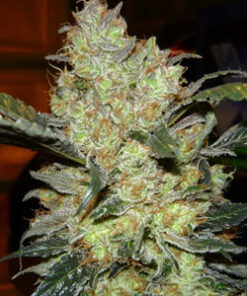 Buy Kings kush Online