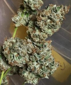 Buy Bruce Banner Online