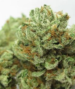 Buy master kush Online