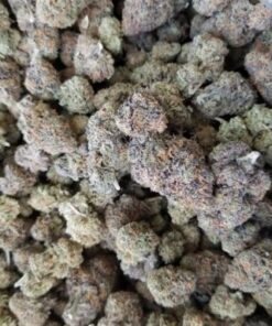 Buy Grand Daddy Purple strain Online