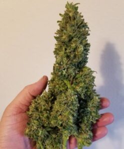 Buy Northern Lights x Big Bud Online