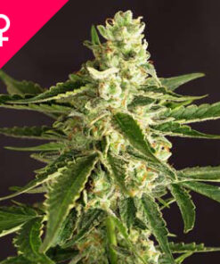 Buy Amnesia Feminized Seeds Online