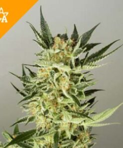 Buy AK48 Automatic Seeds Online