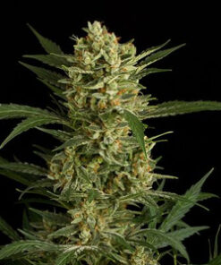 Buy Amnesia Haze online