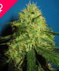 Buy Big Bud Feminized Seeds Online