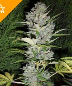 Buy Big Bud Automatic Seeds Online