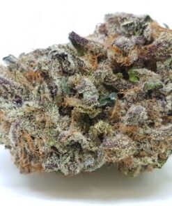 Buy Purple Crack Strain Online