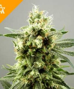 Buy Diesel Haze Automatic Seeds Online