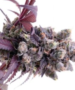 Buy Gelato strains 41 online Online