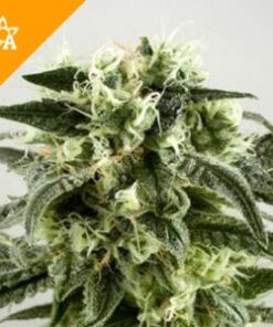 Buy Haze Automatic Seeds Online