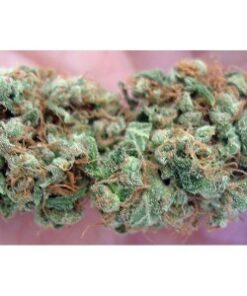 Buy Holy Grail Kush Online