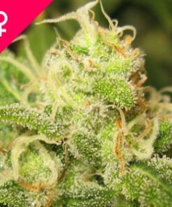 Buy Ice Feminized Cannabis Seeds online