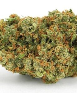 Buy Jack Herer Online