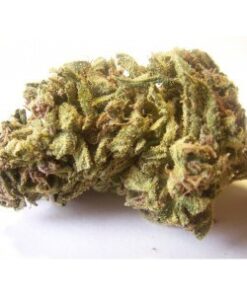 Jack Herer Medical Marijuana Strain Online