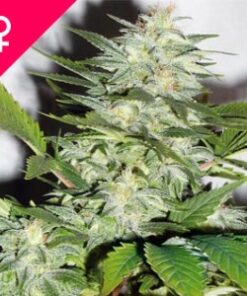 Buy K-Train Feminized Seeds Online