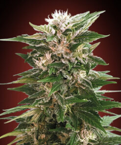 Buy Kaya 47 (Advanced Seeds) Online