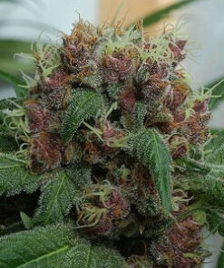 Buy Killing fields Seeds Online