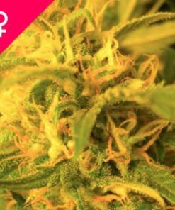 Buy Northern Lights Feminized Seeds Online