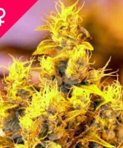 Buy NYC Diesel Feminized Seeds Online