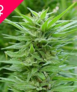 Buy Pure Power Plant Feminized Seeds Online