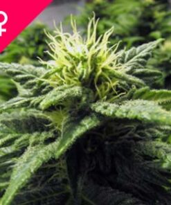 Buy Skunk #1 Feminized Seeds Online