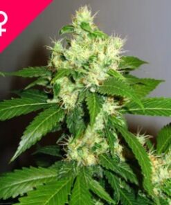 Buy Super Cheese Feminized Seeds Online