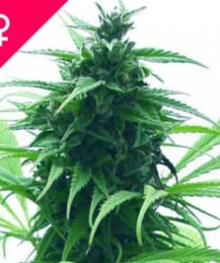 Buy Super Skunk Feminized Seeds Online