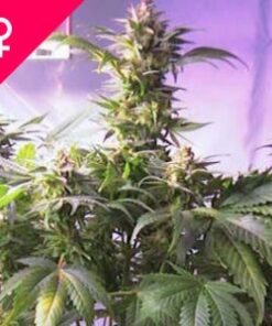 Buy Top 44 Feminized Seeds Online