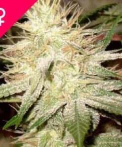 Buy White Widow Feminized Seeds Online