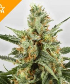 Buy WSS Skunk Automatic Seeds Online