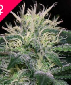 Buy WSS Skunk Feminized Seeds Online