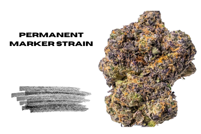 Permanent Marker Strain