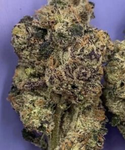 Northern Lights cannabis strain